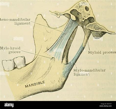 Mandible Condyle Bone Anatomy