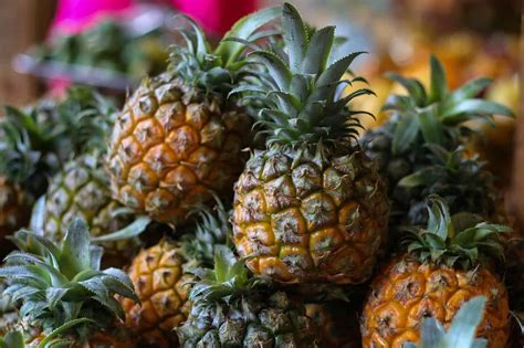 How To Grow Pineapples In Aquaponics Gardens