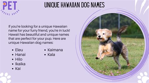 192 Popular Hawaiian Dog Names For Your Furry Friend