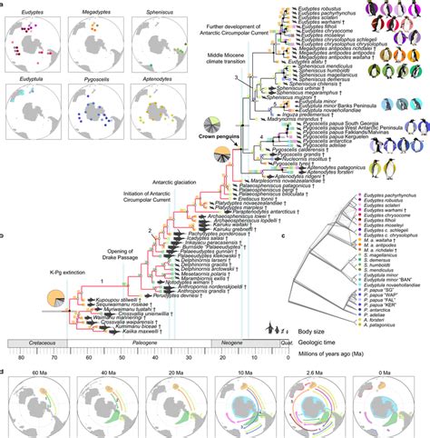Phylogeny And Biogeography Of Penguins A Breeding Range Of