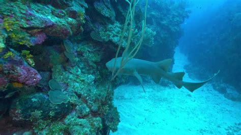 慢动作护士鲨鱼游泳附近的水肺潜水珊瑚伯利兹城，伯利兹视频素材idvcg42n1286359138 Vcgcom