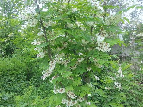 Esistono varie ricette per fare le frittelle di fiori d'acacia: Frittelle di fiori di Acacia - Cosa ti preparo per Cena?