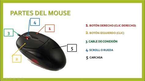 🖱 El Mouse Sus Partes Y Sus Funcione Youtube