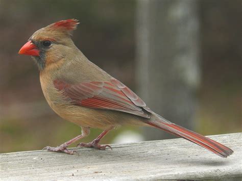 Female Cardinal Bird Renmyte