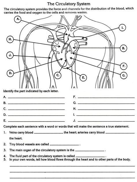 Introduction To Anatomy And Physiology Worksheet