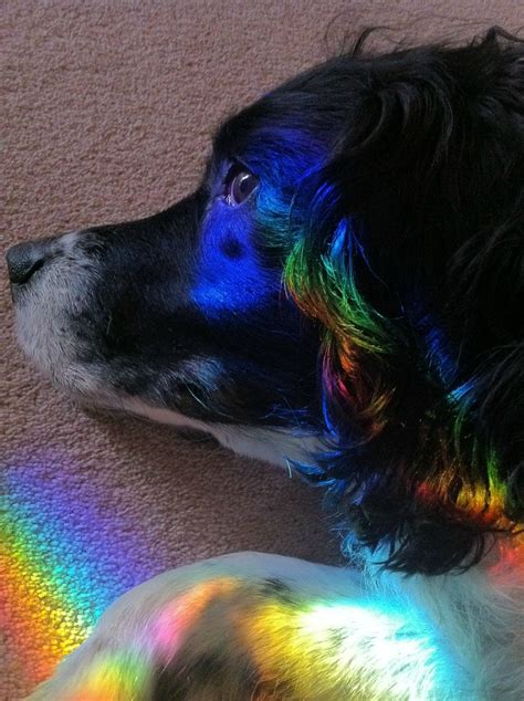 My Dog Laid Down In A Rainbow Raww