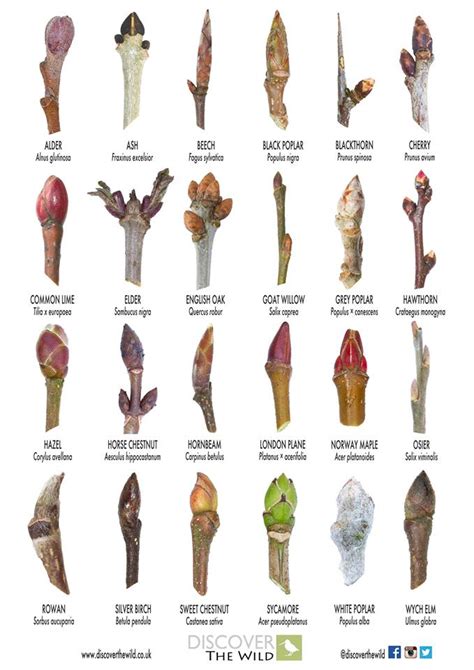 A Handy Guide To Identifying Trees From Their Buds Tree Buds