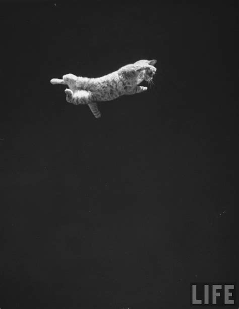 How The Falling Cat Phenomenon Helped Nasa Prepare Astronauts For