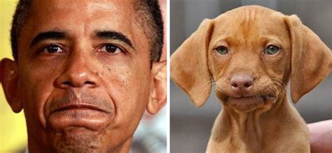 This Twitter Finds Peoples Dog Doppelgängers And Its Hilarious