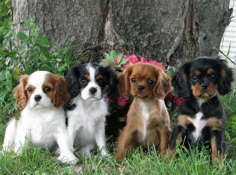 Cavaliers Blenheim Tricolor Ruby Black And Tan Ill Take One Of
