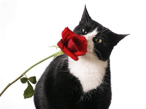wallpaper cat rose black cat flower small to medium sized cats 1600x1200 wallup 602102
