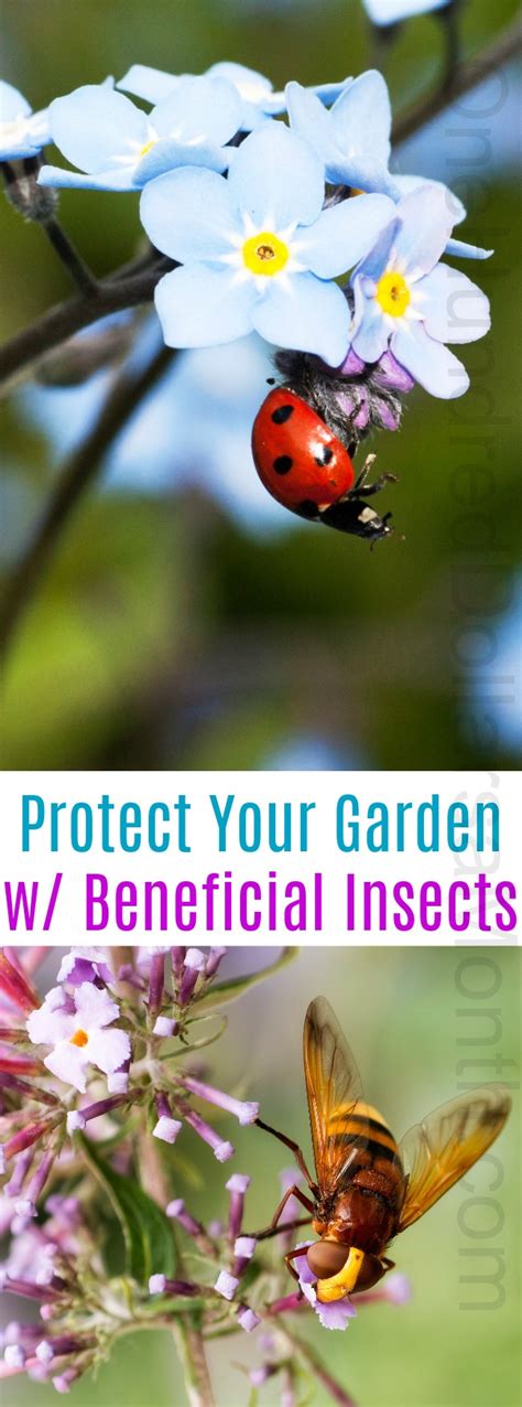 Protect Your Garden With Beneficial Insects One Hundred Dollars A Month