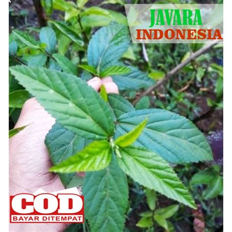 Jual Daun Sidaguri Sida Rhombifolia Shopee Indonesia