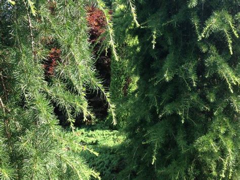 Weeping Cedar Of Lebanon Go Green Tree Landscape