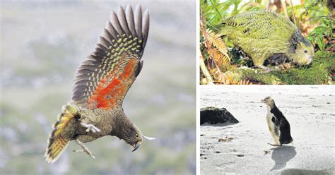 Extinction Risk Of Native Birds Increasing Study Otago Daily Times