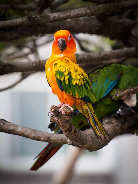 Free Images Branch Bird Wildlife Beak Yellow Fauna Lorikeet