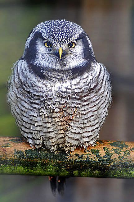 Northern Hawk Owl | Owl, Photography, Nature