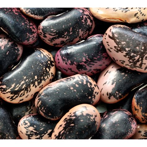 20 Scarlet Runner Bean Seeds Non Gmo Fresh Heirloom Garden Seeds