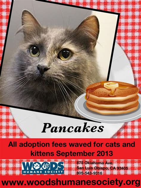 Cats should always be provided with cooked fish to minimise the risk of salmonella poisoning. Can Cats Eat Pancakes. Pumpkin Spice Pancakes