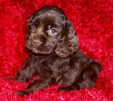 Find your ideal english cocker spaniel from euro puppy, we have been working with the best breeders for many years so you can enjoy total peace of mind that you will get the perfect puppy. AKC Chocolate Cocker Spaniel Puppies. FEMALES. WE SHIP!