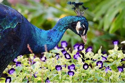 Peacock Bird Purple