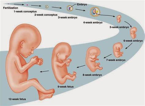 Fertilization Process Pregnancy And The Stages Of Embryonic Riset