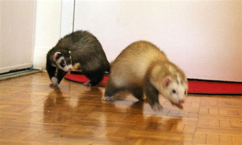 The Brindle Blog The Weasel War Dance