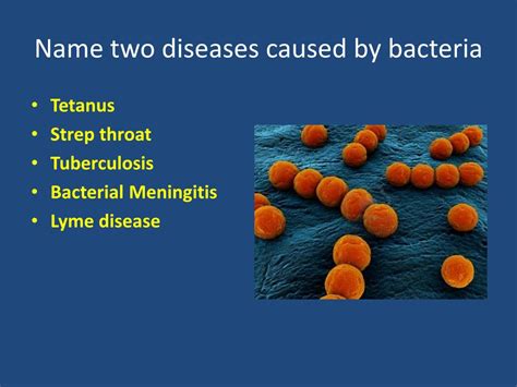 Ppt Taxonomy Bacteria And Viruses Review Powerpoint Presentation