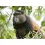 Golden Monkey Tracking Rwanda  Audley Travel