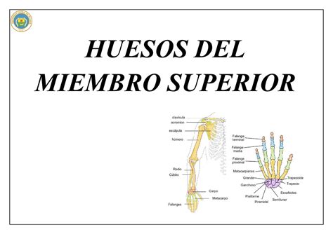4 Huesos Miembros Superior Mapa Conceptual Huesos Del Miembro