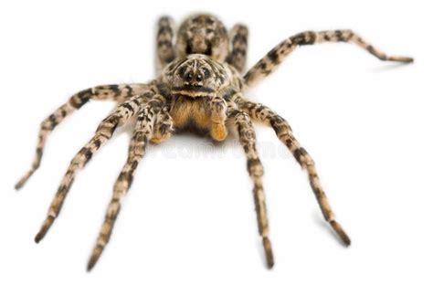 Big Hairy Spider Stock Photography Image Hot Sex Picture