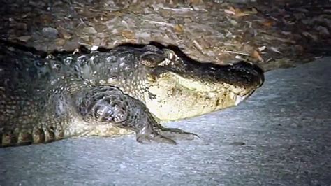 South Florida Officers Find 2 Alligators Eating Human Body Wftv