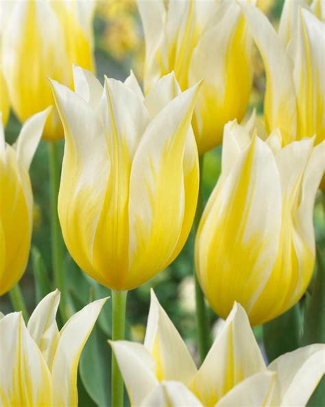 Tulipa Lily Flowering Budlight Tulip From Adr Bulbs