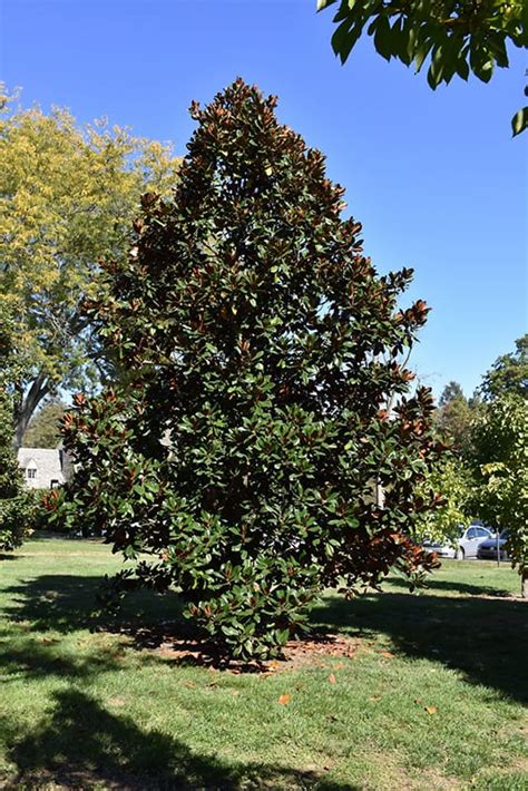 D.D. Blanchard Magnolia | Calloway's Nursery