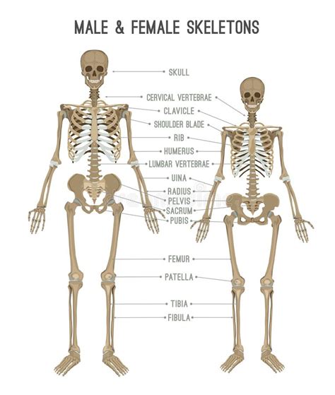 Skeleton Differences Image Stock Vector Illustration Of Comparison