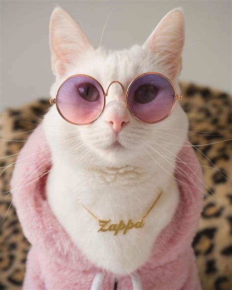 Zappa the Instagram Model Cat Is Inspired by Gigi Hadid and Has the