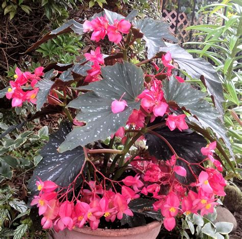 Dragon Wing Begonia Annual Or Perennial Home And Garden Reference