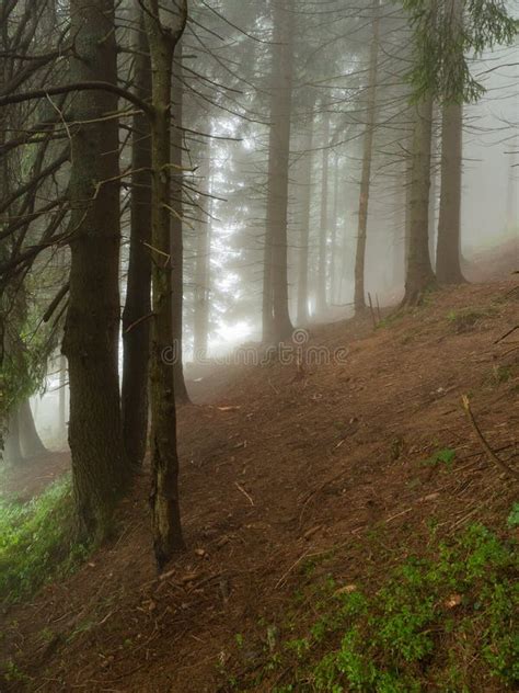 Foggy Forest On Hillside Of Carpathians Mountains At Summer West