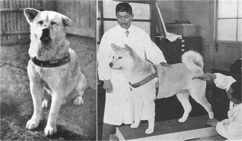 Hachikō The Dog Who Waited His Owner Each Day For Ten Years And Became