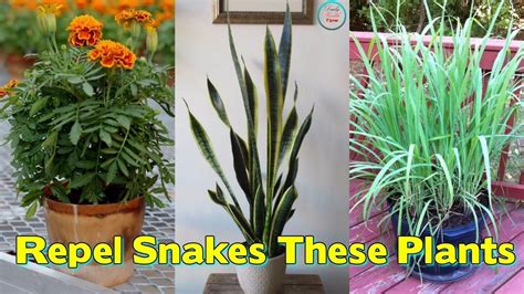 Videos about deterring snakes from your garden? Worried Of snakes These Plants Will Repel Snakes From Your ...