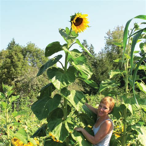 American Giant Sunflower Seed Seed 8 Grams Territorial Seed