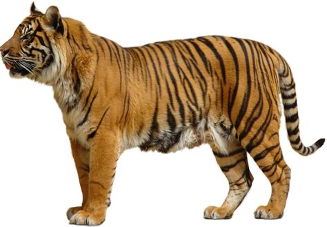 Yellow Tiger Png Image Purepng Free Transparent Cc0 Png Image Library