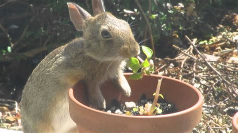Bunny Rabbit Eating Flower Plant From Pot Caught In The Act Youtube