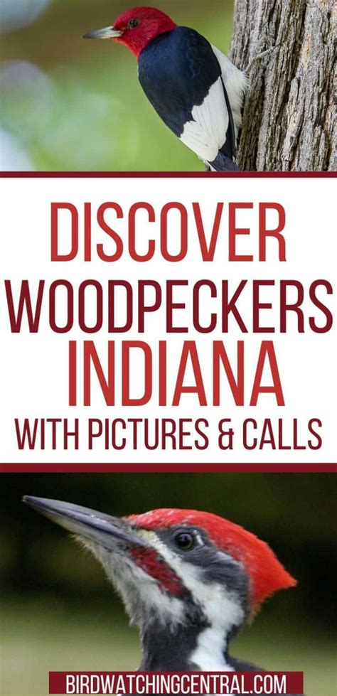 7 Species Of Woodpeckers In Indiana Birdwatching Central