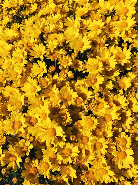 Yellow Aesthetic Flowers Wallpapers Wallpaper Cave