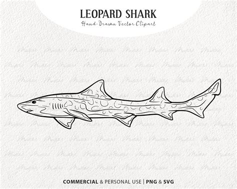 Leopard Shark Vector Clipart Hand Drawn Shark Line Drawing Etsy