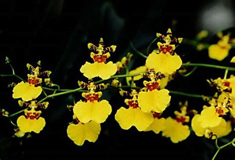 Pictures Of Flowers Oncidium Orchids