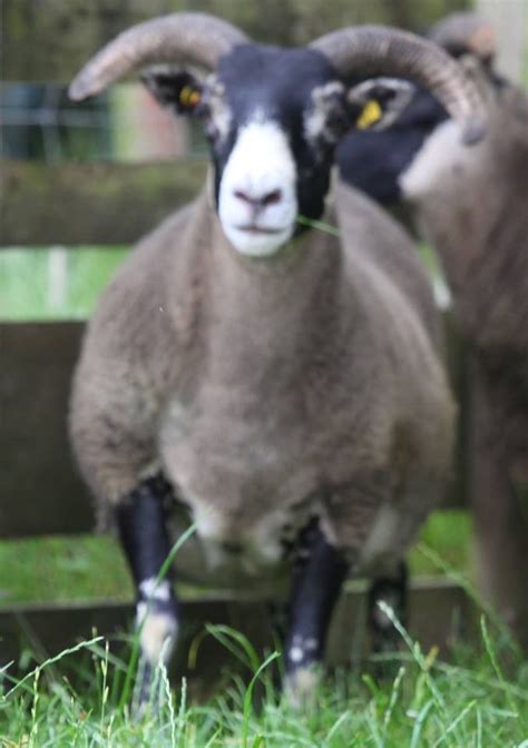 Trenearla Blackface Scottish Blackface Sheep Stock Sales