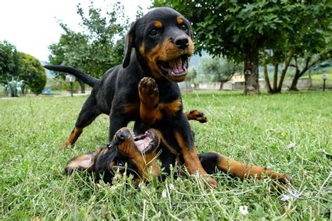 Male Vs Female Rottweiler Which Is Better Bubbly Pet