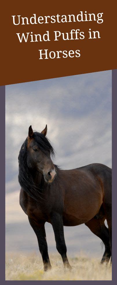 A Brown Horse Standing On Top Of A Dry Grass Covered Field With The